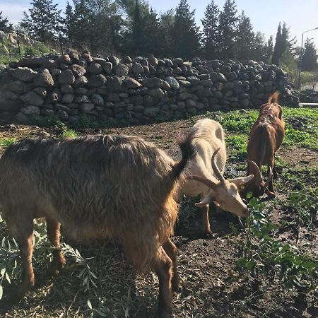 Suite Truck- Natura Eco Farm Bagian luar foto