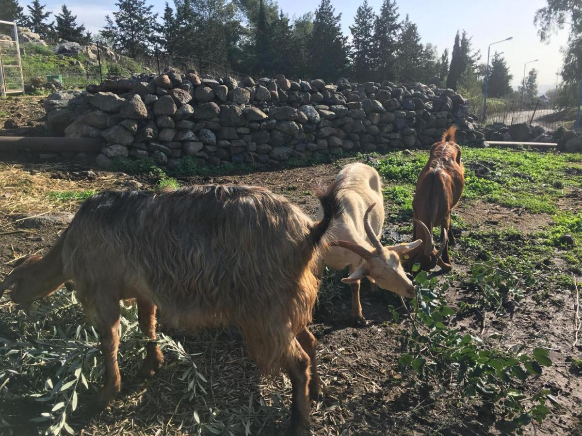 Suite Truck- Natura Eco Farm Bagian luar foto